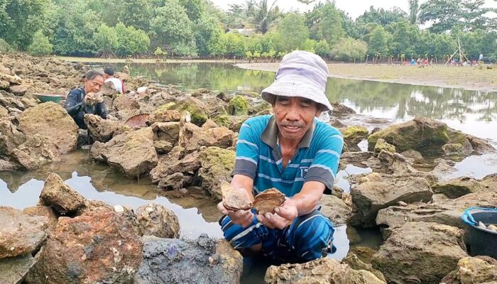 Warga Berburu Kerang Teritip Saat Air Laut Surut,Ternyata Bisa Sembuhkan Penyakit Ini