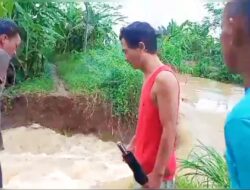 Hujan Deras Tanggul Sungai Pembatas Jebol Di Kalipucang, Petani Khawatir Merugi