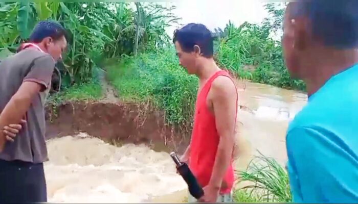 Hujan Deras Tanggul Sungai Pembatas Jebol Di Kalipucang, Petani Khawatir Merugi