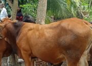 Surat Edaran Tentang Pelaksanaan Hari Raya Idul Adha 2022 Tanpa Sampah Plastik Di Kabupaten Pangandaran