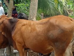 Surat Edaran Tentang Pelaksanaan Hari Raya Idul Adha 2022 Tanpa Sampah Plastik Di Kabupaten Pangandaran