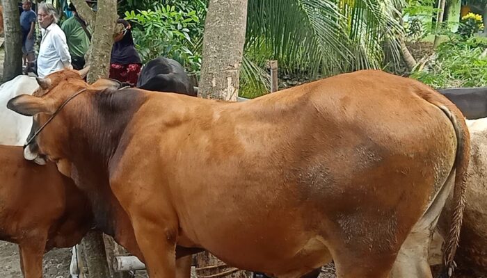 Surat Edaran Tentang Pelaksanaan Hari Raya Idul Adha 2022 Tanpa Sampah Plastik Di Kabupaten Pangandaran