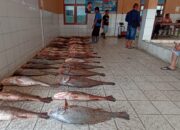 Nelayan Pangandaran Raup Puluhan Juta Dari Hasil Tangkapan Kakap Cina