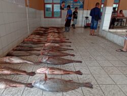 Nelayan Pangandaran Raup Puluhan Juta Dari Hasil Tangkapan Kakap Cina