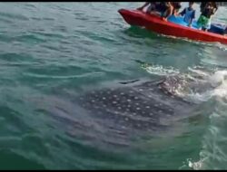 Hiu Tutul Raksasa Jinak Curi Perhatian Wisatawan Di Pantai Timur Pangandaran
