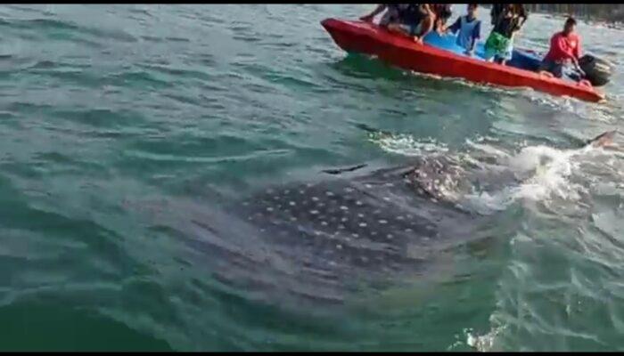 Hiu Tutul Raksasa Jinak Curi Perhatian Wisatawan Di Pantai Timur Pangandaran
