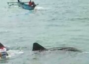 Hiu Tutul Besar Terdampar Di Pantai Timur Pangandaran,Warga Bantu Menolong