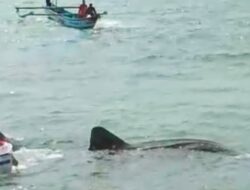 Hiu Tutul Besar Terdampar Di Pantai Timur Pangandaran,Warga Bantu Menolong