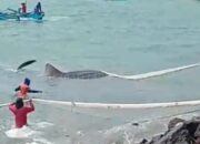 Hiu Tutul Besar Nyaris Tersangkut Jaring Di Pantai Timur Pangandaran,Nelayan Bantu Menolong
