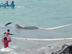 Hiu Tutul Besar Nyaris Tersangkut Jaring Di Pantai Timur Pangandaran,Nelayan Bantu Menolong
