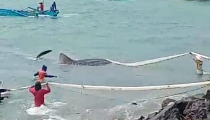 Hiu Tutul Besar Nyaris Tersangkut Jaring Di Pantai Timur Pangandaran,Nelayan Bantu Menolong