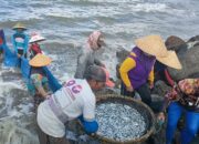 Nelayan Tradisional Pangandaran Panen Ikan Layang,Sekali Menarik Jaring Mencapai 1 Kuintal