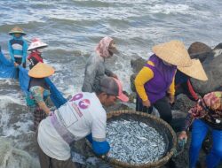Nelayan Tradisional Pangandaran Panen Ikan Layang,Sekali Menarik Jaring Mencapai 1 Kuintal