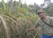 Pembudidaya Turubuk Merugi Pasca Blok Cikubang Terendam Banjir