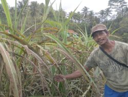 Pembudidaya Turubuk Merugi Pasca Blok Cikubang Terendam Banjir