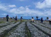 Proses Menjemur Ikan Layang Super, Dijual Ke Suramadu Jawa Timur