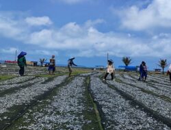 Proses Menjemur Ikan Layang Super, Dijual Ke Suramadu Jawa Timur