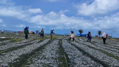 Proses Menjemur Ikan Layang Super, Dijual Ke Suramadu Jawa Timur