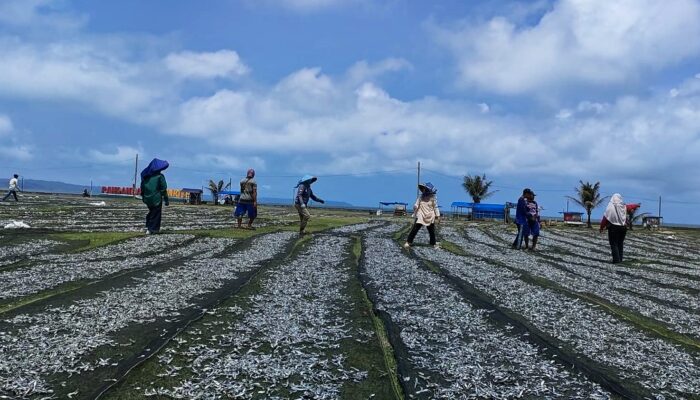 Proses Menjemur Ikan Layang Super, Dijual Ke Suramadu Jawa Timur