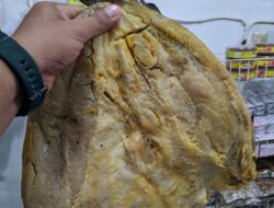 Harga Ikan Asin Jambal Roti Super Di Pantai Pangandaran