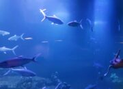 Aquarium Indonesia Pangandaran Sedang Berbenah Persiapan Soft Opening