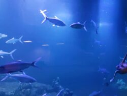Aquarium Indonesia Pangandaran Sedang Berbenah Persiapan Soft Opening