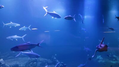 Aquarium Indonesia Pangandaran Sedang Berbenah Persiapan Soft Opening