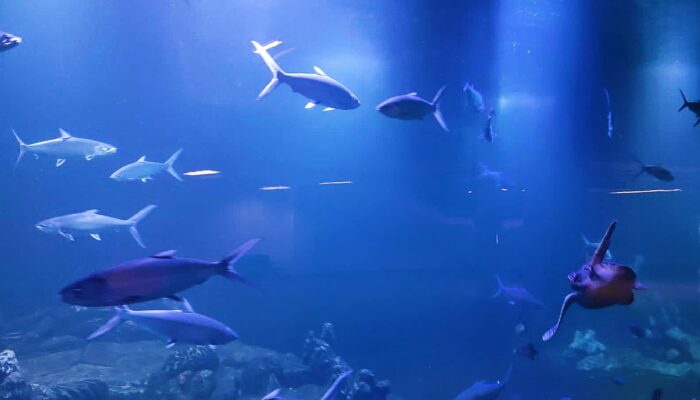 Aquarium Indonesia Pangandaran Sedang Berbenah Persiapan Soft Opening