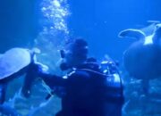 Aquarium Indonesia Besok Resmi Dibuka Untuk Umum