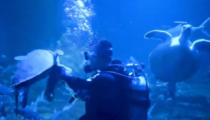 Aquarium Indonesia Besok Resmi Dibuka Untuk Umum