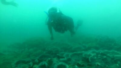 Selamatkan Laut, Komunitas Penyelam Akan Bersih-bersih Terumbu Karang Pantai Batukaras