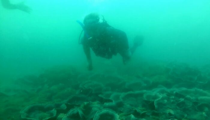 Selamatkan Laut, Komunitas Penyelam Akan Bersih-bersih Terumbu Karang Pantai Batukaras