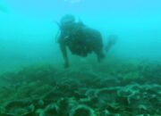 Komunitas Penyelam Batukaras Duck Dive Lestarikan Terumbu Karang, Potensi Wisata Bahari