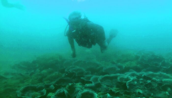 Komunitas Penyelam Batukaras Duck Dive Lestarikan Terumbu Karang, Potensi Wisata Bahari