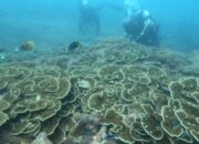 Surga Wisata Pesona Bawah Laut Batukaras, Ini Paket Yang Ditawarkan