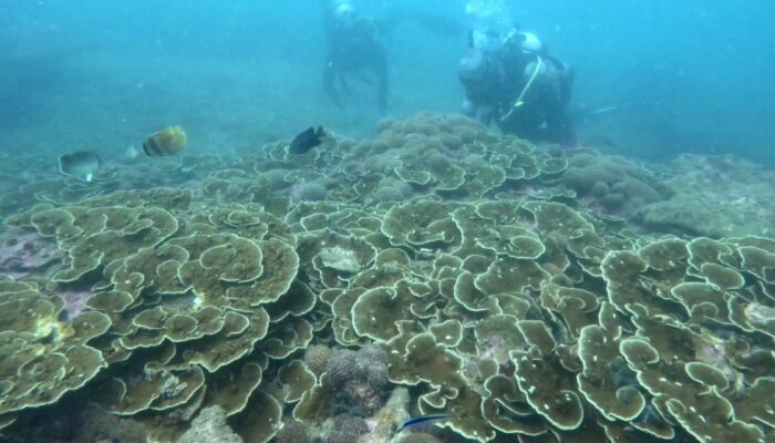 Surga Wisata Pesona Bawah Laut Batukaras, Ini Paket Yang Ditawarkan