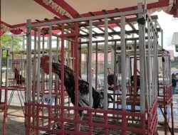 Sambut HUT Kodam III Siliwangi,Kodim Pangandaran Gelar Kontes Ayam Pelung