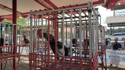 Sambut HUT Kodam III Siliwangi,Kodim Pangandaran Gelar Kontes Ayam Pelung