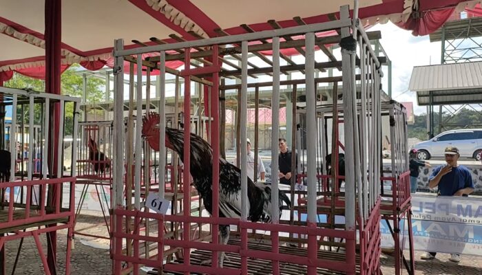 Sambut HUT Kodam III Siliwangi,Kodim Pangandaran Gelar Kontes Ayam Pelung