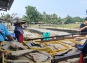 Belanja Bahan Ikan Asin Jambal Roti Di Pangandaran Ternyata Dari Pantai Utara Hingga Bali