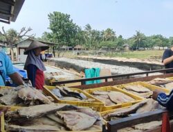 Belanja Bahan Ikan Asin Jambal Roti Di Pangandaran Ternyata Dari Pantai Utara Hingga Bali