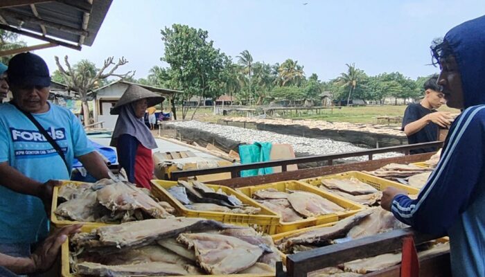 Belanja Bahan Ikan Asin Jambal Roti Di Pangandaran Ternyata Dari Pantai Utara Hingga Bali