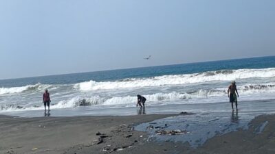 Berburu Undur Undur Laut Yuyutuk Di Pantai Bojongsalawe Saat Gelombang Laut Sedang Tinggi