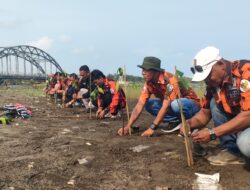 Peringati Hari Lahir Pancasila,10 PAC Pemuda Pancasila Se Kabupaten Pangandaran Tanam Mangrove