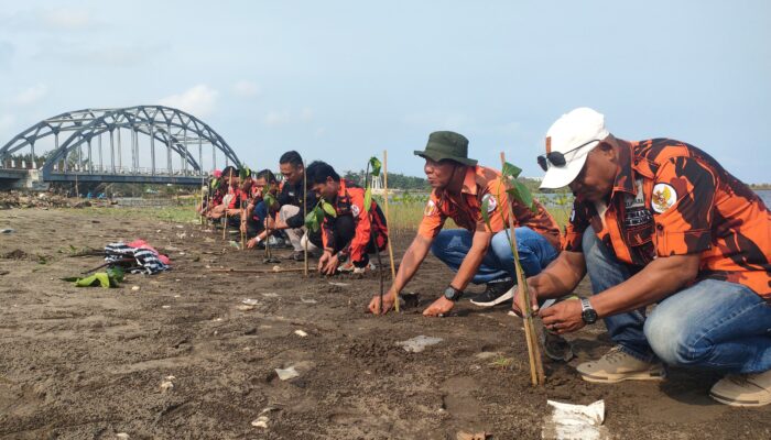 Peringati Hari Lahir Pancasila,10 PAC Pemuda Pancasila Se Kabupaten Pangandaran Tanam Mangrove