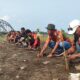 PeringatI Hari Lahir Pancasila 10 PAC Pemuda Pancasila se Kabupaten Pangandaran Menanam Mangrove di Muara Karang Tirta,Sabtu,1 Juni 2024.(M Jerry/KP).