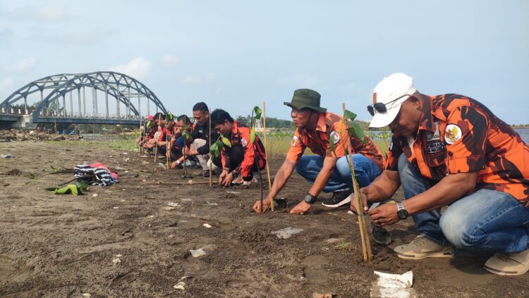 PeringatI Hari Lahir Pancasila 10 PAC Pemuda Pancasila se Kabupaten Pangandaran Menanam Mangrove di Muara Karang Tirta,Sabtu,1 Juni 2024.(M Jerry/KP).