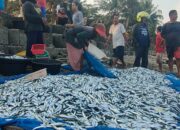 Nelayan Tradisional Jaring Ered Panen Ikan Layang Di Pantai Timur Pangandaran