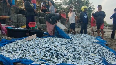 Nelayan Tradisional Jaring Ered Panen Ikan Layang Di Pantai Timur Pangandaran