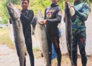 Penyelam Pangandaran Berhasil Tangkap Tiga Ekor Ikan Barakuda Besar
